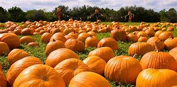 Parrish View Farms