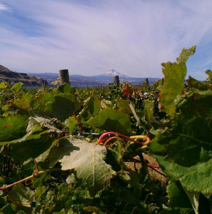 Cascade Cliffs Vineyard and Winery( Wishram, WA)