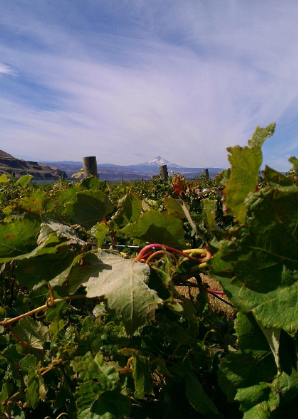 Cascade Cliffs Vineyard and Winery( Wishram, WA)