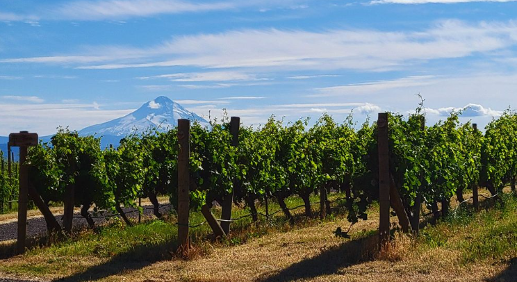 Cascade Cliffs Vineyard and Winery( Wishram, WA)