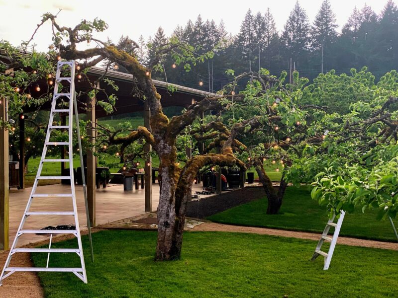 The Orchard at Sunshine Hill