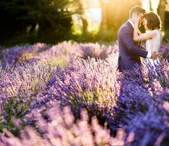 Woodinville Lavender