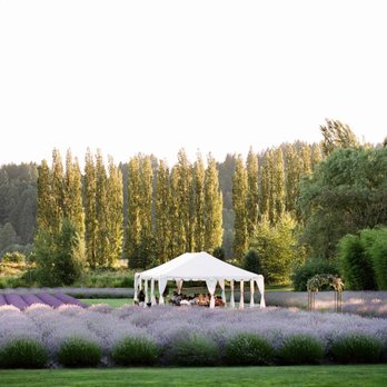 Woodinville Lavender