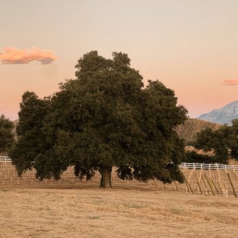 Sacred Oaks Vineyard