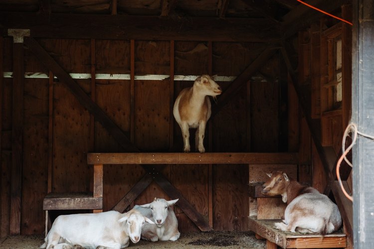 Red Cedar Farm