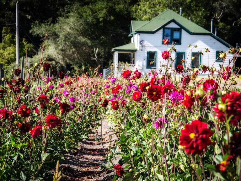 Green Oaks Creek Farm