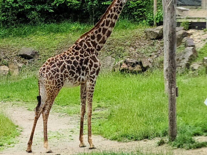 Cincinnati Zoo & Botanical Garden