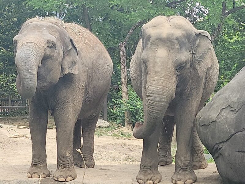 Cincinnati Zoo & Botanical Garden