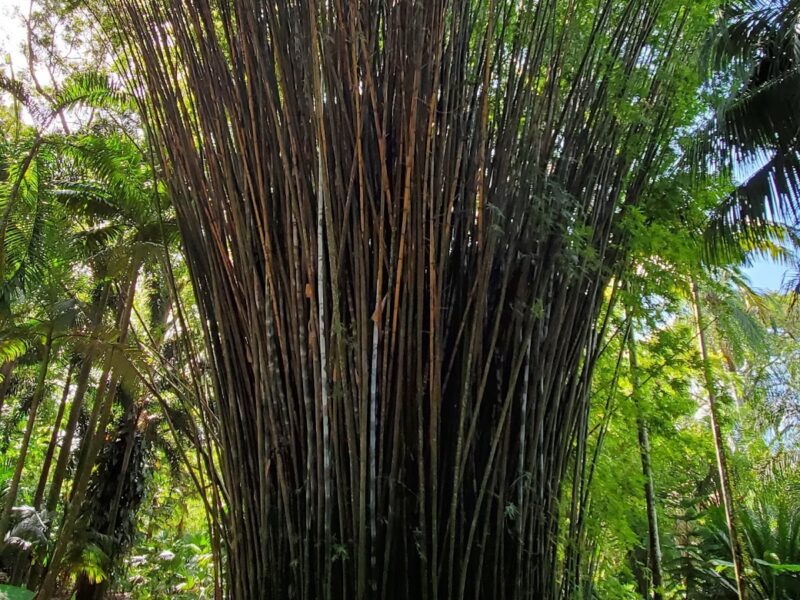 Orlando Garden Pavilion