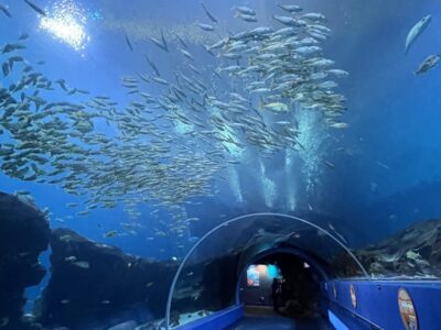 The Georgia Aquarium