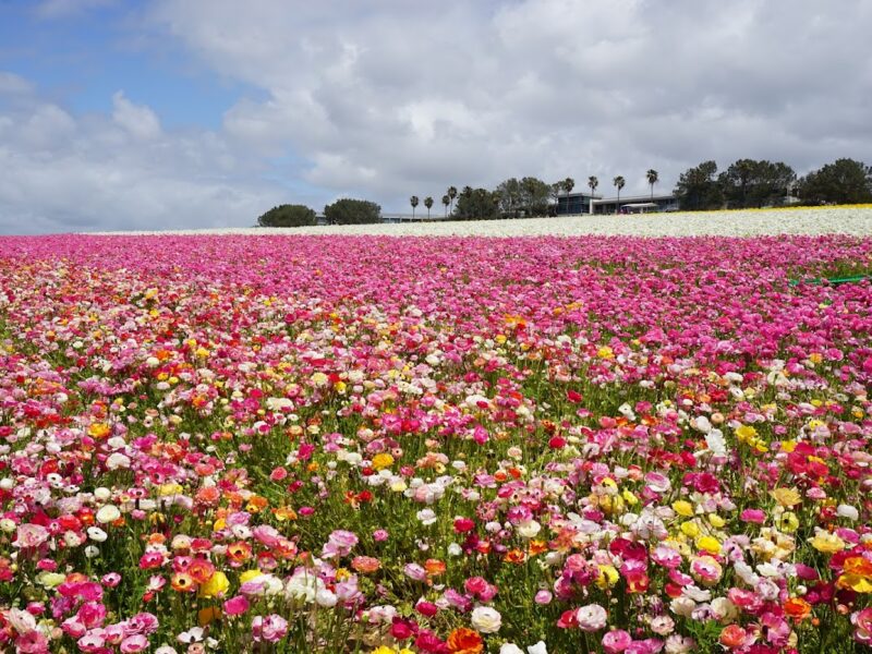 The Flower Fields