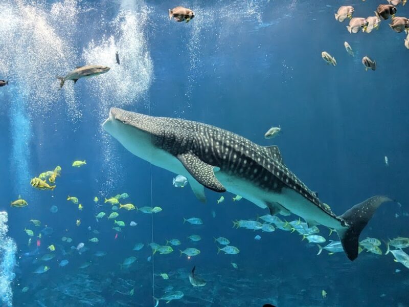 The Georgia Aquarium