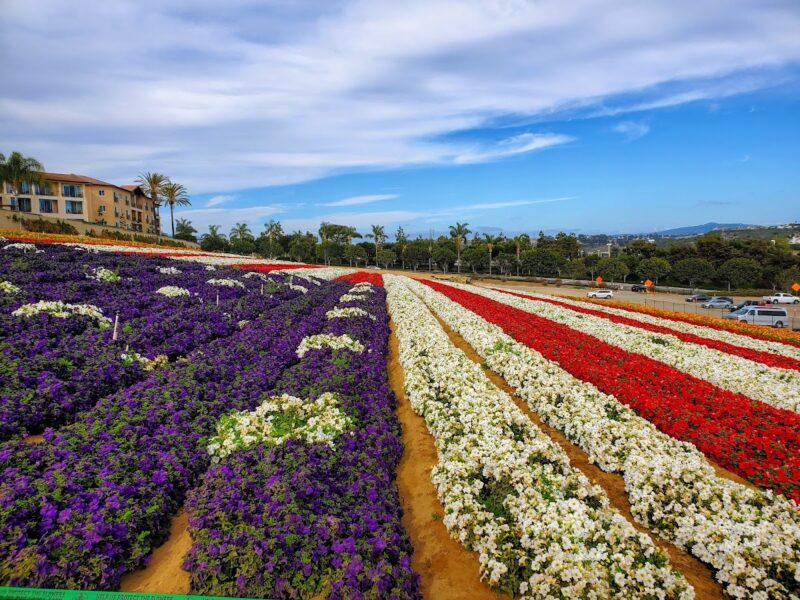 The Flower Fields