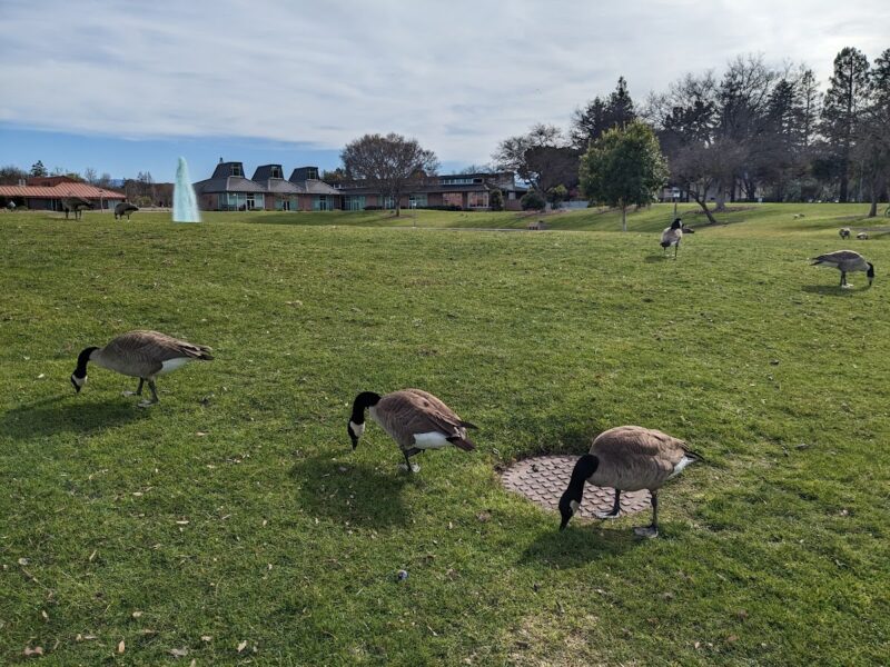 Sunnyvale Community Center