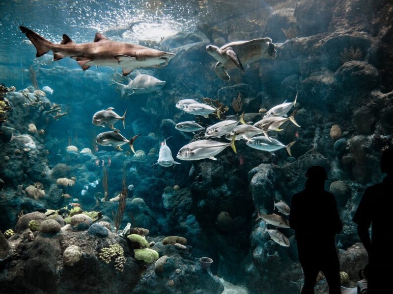 The Florida Aquarium