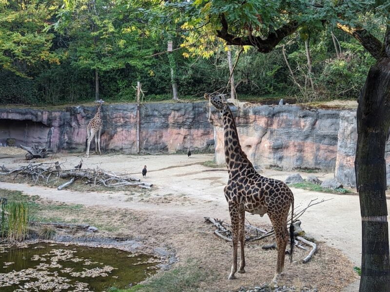 Oregon Zoo
