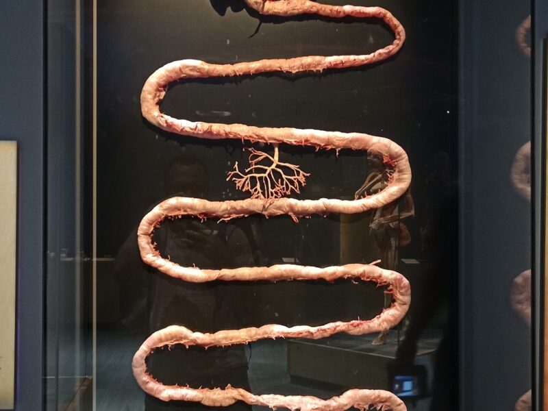 The Tech Interactive