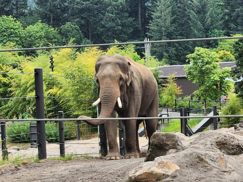 Oregon Zoo