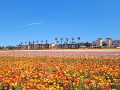 The Flower Fields