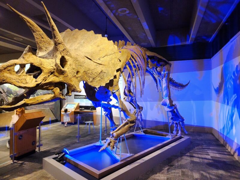 The Museum of Science