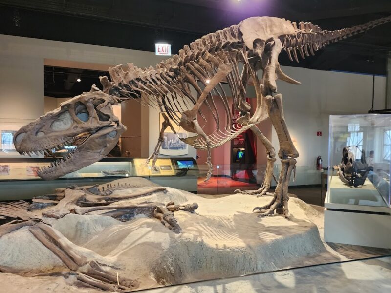 The Field Museum