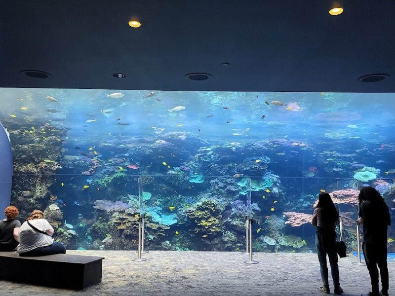 The Georgia Aquarium