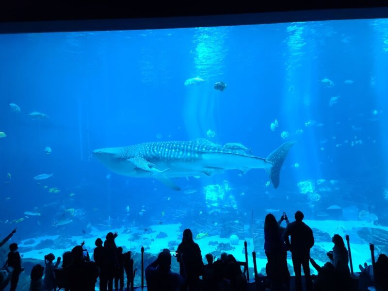 The Georgia Aquarium
