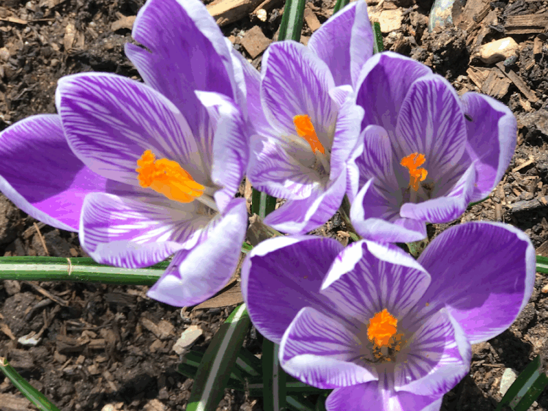 The Albuquerque Botanical Gardens