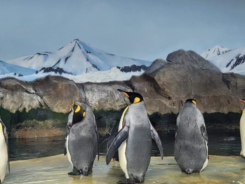 The Pavilion at The Kansas City Zoo