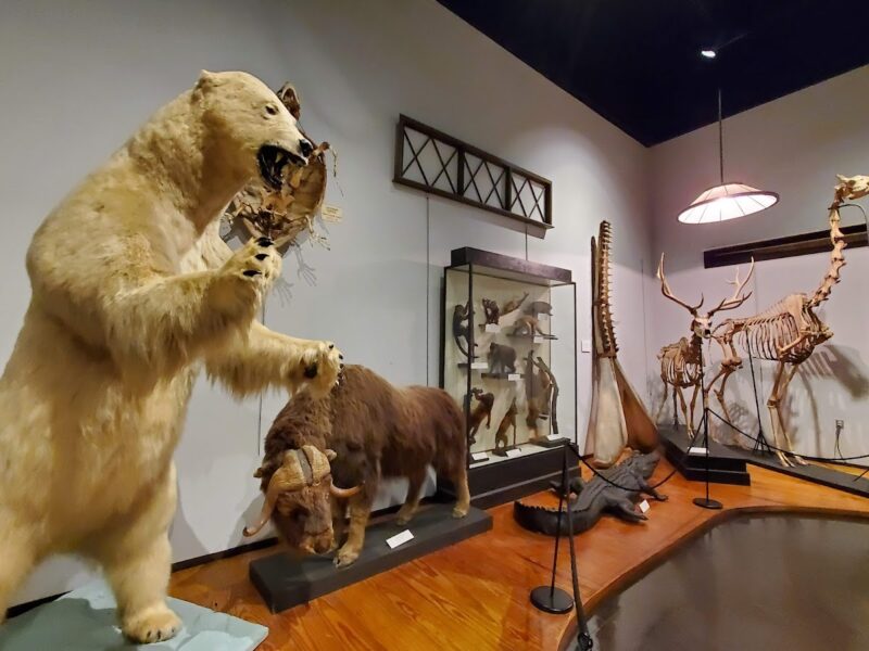 The Charleston Museum