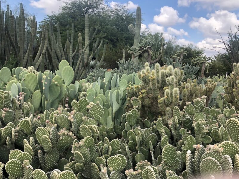 The Desert Botanical Garden