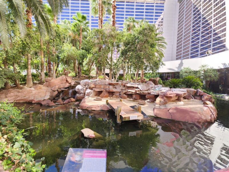 The Garden at The Flamingo