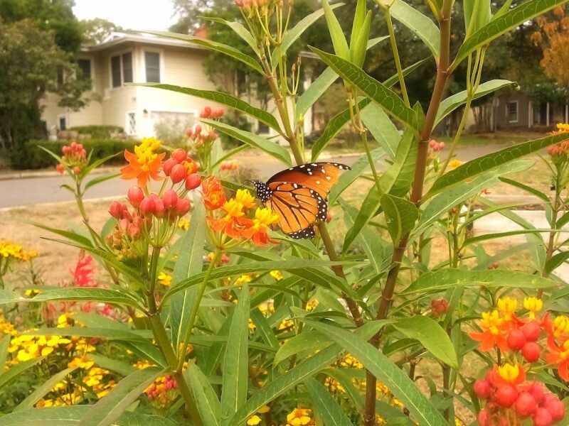 Alamo Heights Community Center