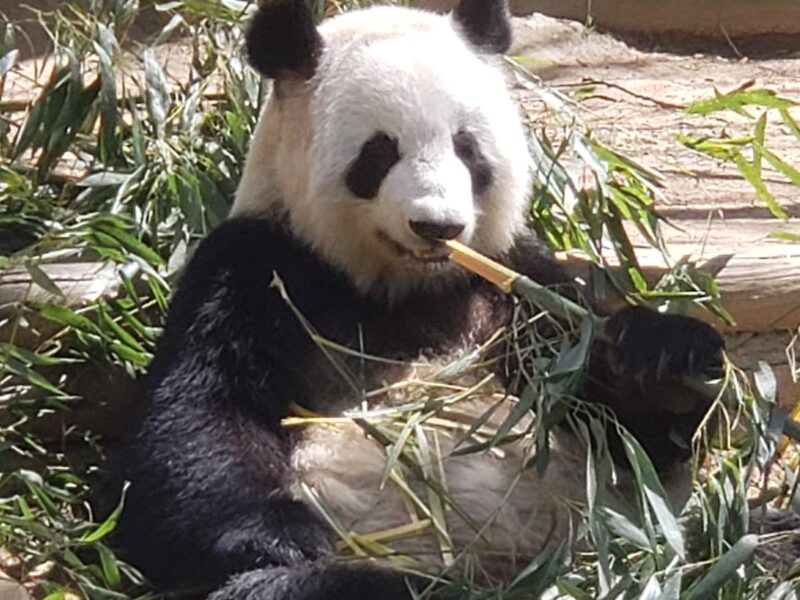 The Pavilion at Grant Park