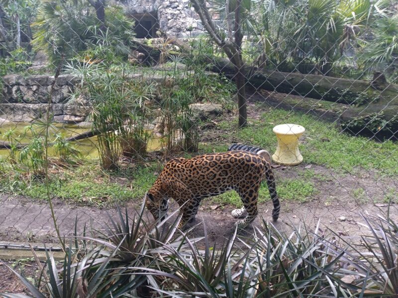 The Jacksonville Zoo and Gardens