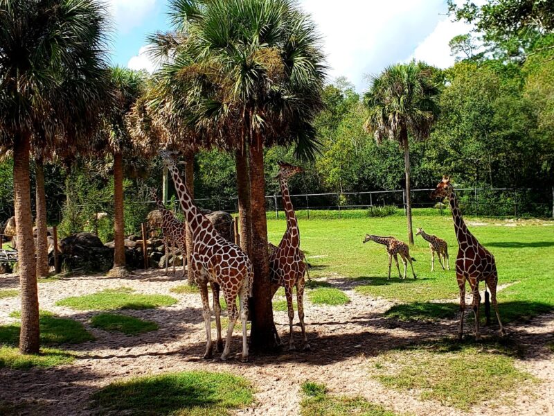 The Jacksonville Zoo and Gardens