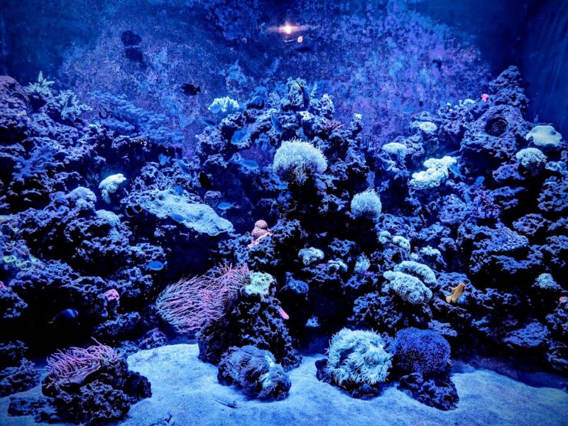 The St. Louis Aquarium