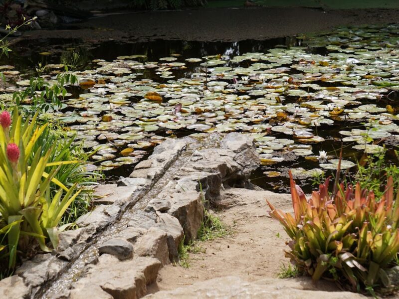 The San Diego Botanic Garden