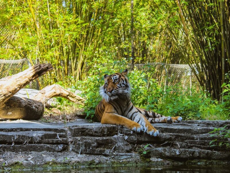 The Jacksonville Zoo and Gardens