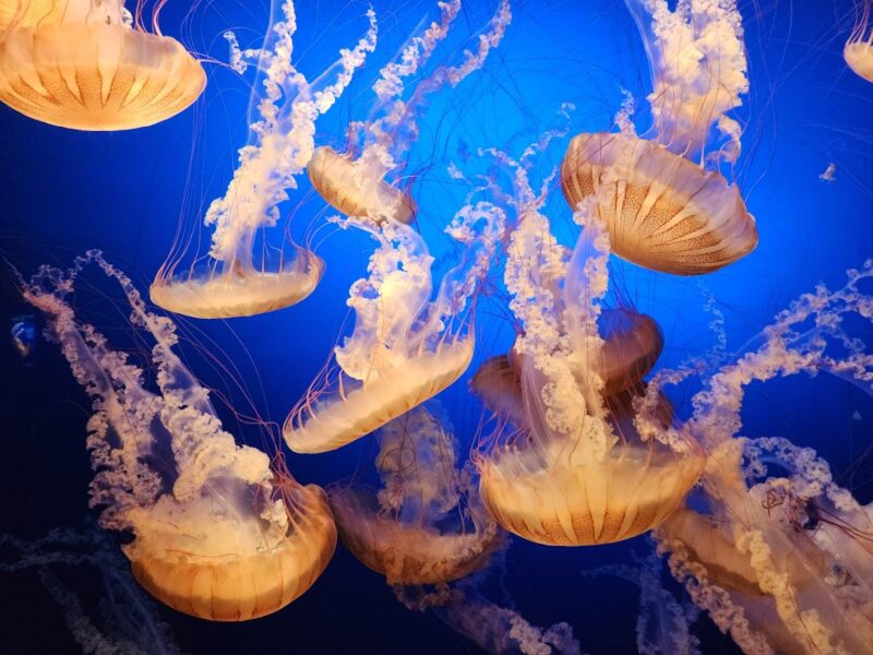 Omaha's Henry Doorly Zoo and Aquarium