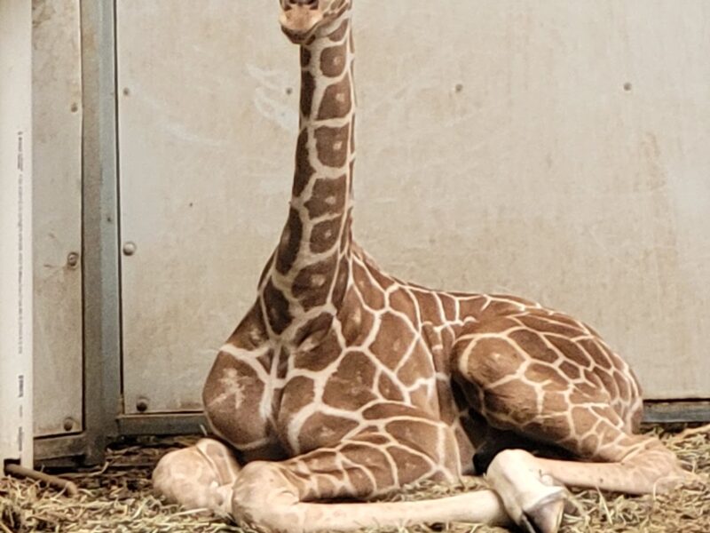 Omaha's Henry Doorly Zoo and Aquarium