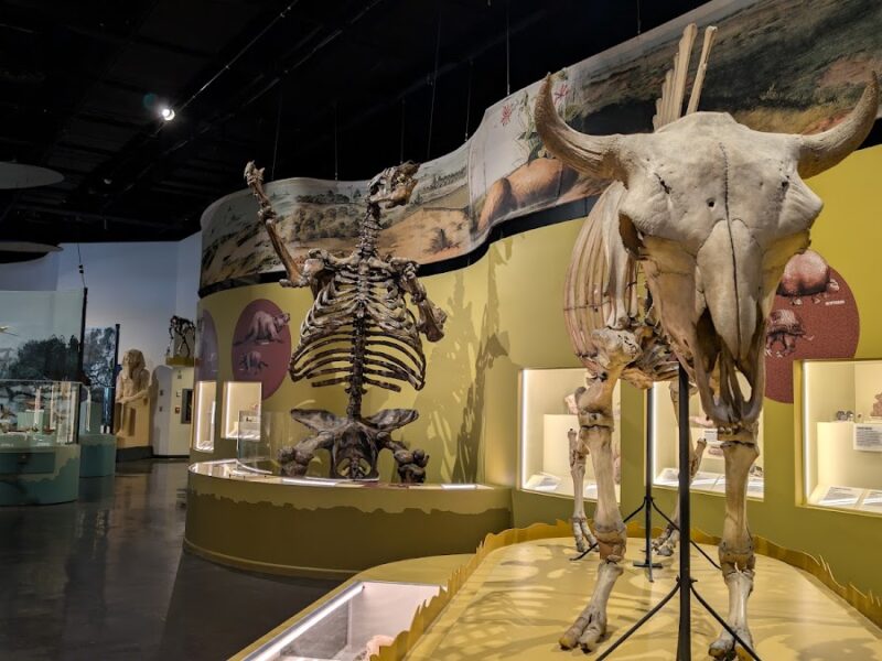 The Charleston Museum
