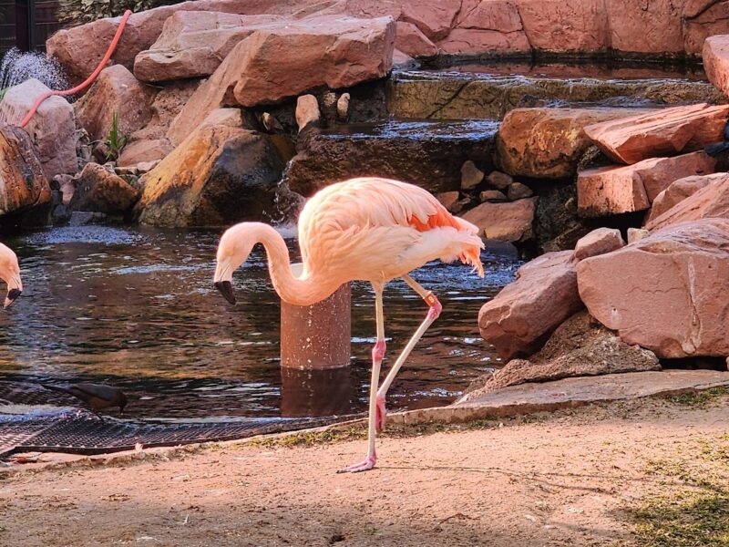 The Garden at The Flamingo