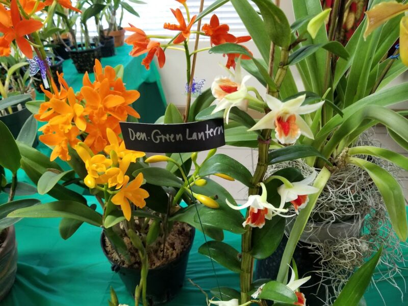 The Orlando Garden Pavilion