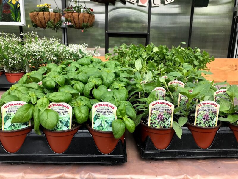 The Artisan's Garden