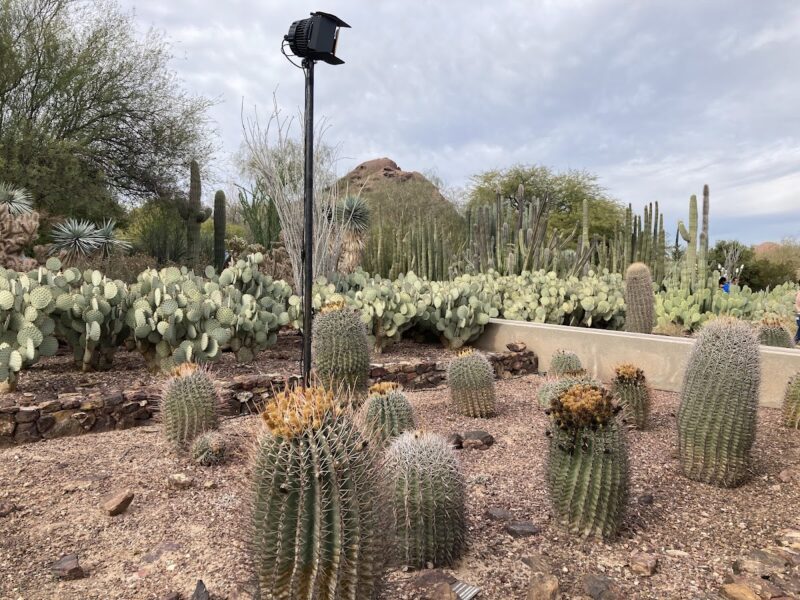 The Desert Botanical Garden