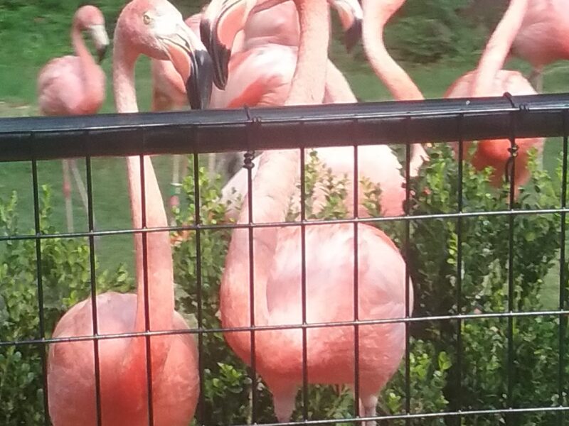 The Oklahoma City Zoo