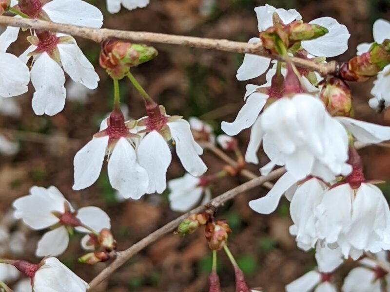 The Horticulture Center