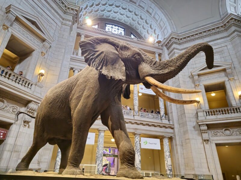 The Smithsonian National Museum of Natural History