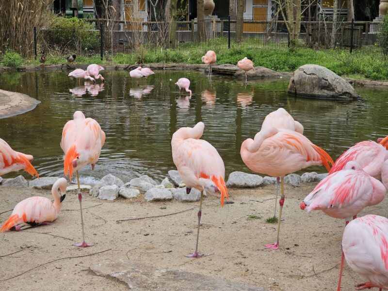 The Memphis Zoo